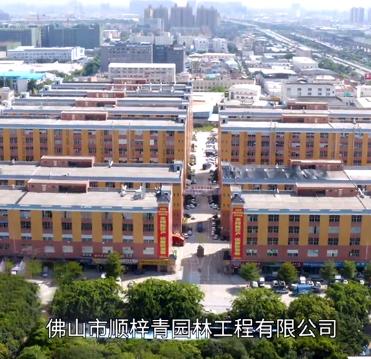 顺梓青